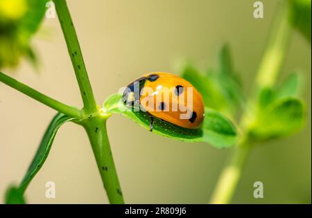 ladybug on green leaf macro shot Stock Photo