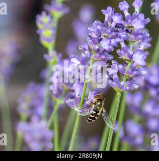 Hoverfly Syrphidae on lavender 01 Stock Photo