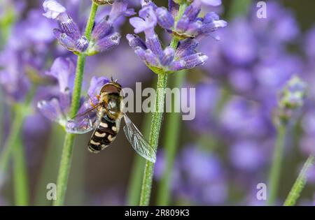 Hoverfly Syrphidae on lavender Stock Photo