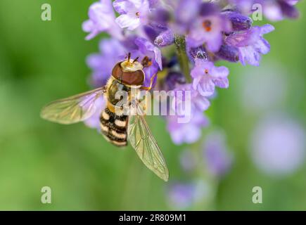 Hoverfly Syrphidae on a flower Stock Photo