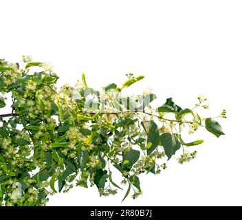 Flowering linden tree branch with white flowers and green leaves isolated on white with clipping path included, copy space Stock Photo