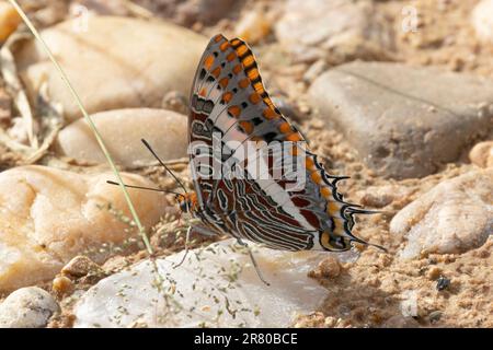A large and robust butterfly, the White-barred Charaxes has the intricate pattern on the underwing common to many in the family. They are fast flying. Stock Photo