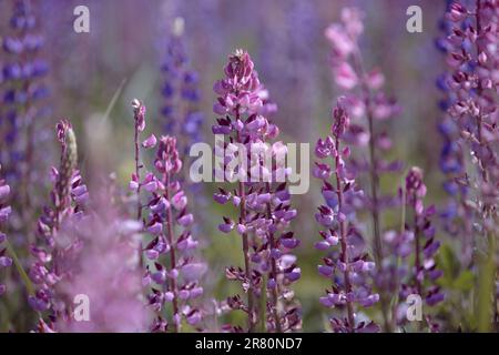 Lupinus polyphyllus. Pink lupines flowering in the meadow. Bunch of lupines in full bloom. Lupin, field with purple and pink flowers. Blooming lupine Stock Photo