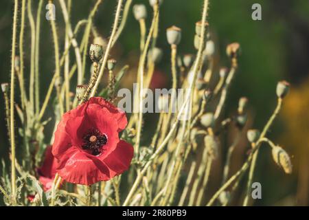 Red poppy flower in warm tones with seed boxes on the background. Selective focus on poppy. Stock Photo