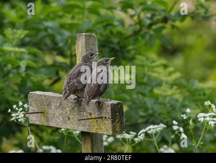 A pair of cute juvenile Starlings (Sturnus vulgaris) recently fledged , sat on a post in  an Essex garden . UK Stock Photo