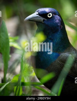 Common Grackle foraging for food on the grass Stock Photo