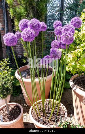 ALLIUM AMBASSADOR Allium are bulbous herbaceous perennials with  strong onion/garlic scent, linear, strap-shaped or cylindrical basal leaves Stock Photo