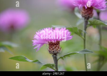 Flower of Psephellus. Beautiful bright pink Psephellus dealbatus. Close up of a whitewash cornflower centaurea dealbata in bloom Stock Photo