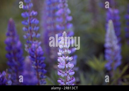 Lupinus polyphyllus. Lupin, field with purple and blue flowers. Blooming lupine flowers. Bunch of lupines in full bloom. Violet lupines flowering in t Stock Photo