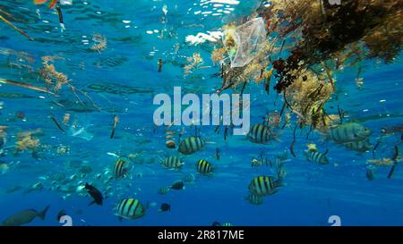 Plastic debris drifts along with scraps of algae on surface of water above the coral reef, tropical fish swim around and feed below surface, Red sea, Stock Photo