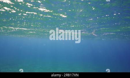 Needlefish swims under storm waves at dawn. Garfish swims under the surface of the water at sunrise in the waves, Red sea, Egypt Stock Photo