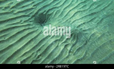 Red Sea, Egypt. 17th June, 2023. Sandy bottom covered with sand hills, Natural background from the underwater depth, Red sea, Egypt (Credit Image: © Andrey Nekrasov/ZUMA Press Wire) EDITORIAL USAGE ONLY! Not for Commercial USAGE! Stock Photo