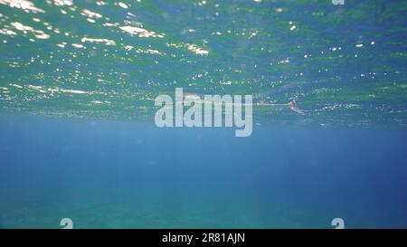 Needlefish Swims Under Surface In The Blue Water Stock Photo - Alamy