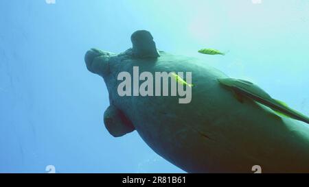 Red Sea, Egypt. 17th June, 2023. Sea Cow or Dugong (Dugong dugon) with Remorafish on its belly swims up to surface in blue water, school of Golden Trevally fish (Gnathanodon speciosus) accompany it, Bottom view, Red sea, Egypt (Credit Image: © Andrey Nekrasov/ZUMA Press Wire) EDITORIAL USAGE ONLY! Not for Commercial USAGE! Stock Photo