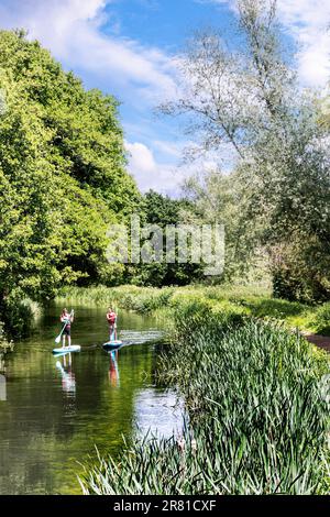 Paddle Boarders navigating up stream towards Walsham Lock Gates on the River Wey, on a spring/summer calm sunny day Surrey UK Stock Photo