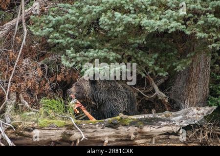 Grizzly bear in the woods, pulling apart a salmon, Chilko River, BC Stock Photo