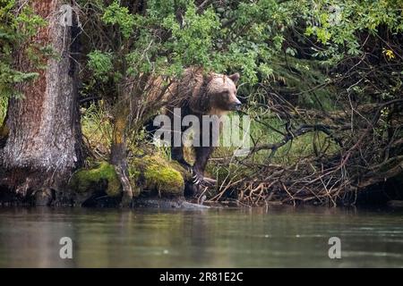 Bear coming out of the woods to check if it's safe for her cub, Chilko Lake, BC Stock Photo