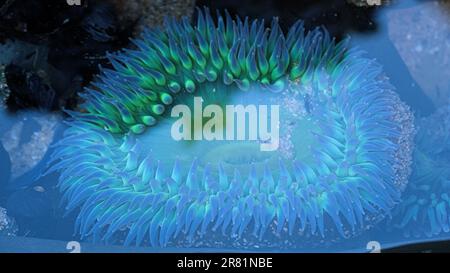 Underwater blue anemone in a tide pool. Stock Photo