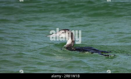 Closeup of one Common Loon in winter plumage swimming in Pensacola Bay Stock Photo