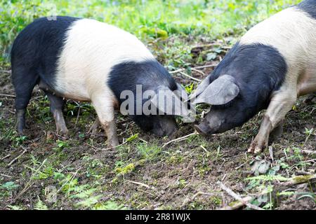 The British Saddleback (Sus scrofa domesticus) is a modern British breed of domestic pig.