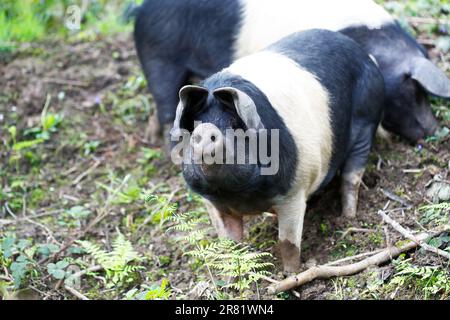 The British Saddleback (Sus scrofa domesticus) is a modern British breed of domestic pig.