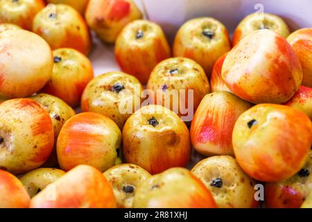 Marzipan fruits assortment. Close up of marzipan sweets shaped and painted as apple in patisserie shop. Martorana fruit is typical Sicilian dessert of Stock Photo