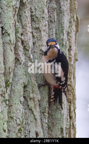 Great spotted woodpecker (Dendrocopos major) looking at camera sitting on oak tree bark, Bialowieza Forest, Poland, Europe Stock Photo