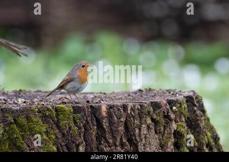 European robin (Erithacus rubecula) sitting on  trunk of felled tree, Podlasie Region, Poland Stock Photo