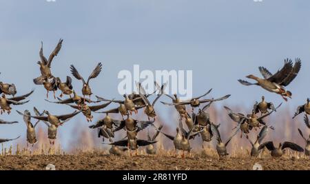 Flock of Greater White-fronted Goosetakes flight against blue sky, Podlaskie Voivodeship, Poland, Europe Stock Photo