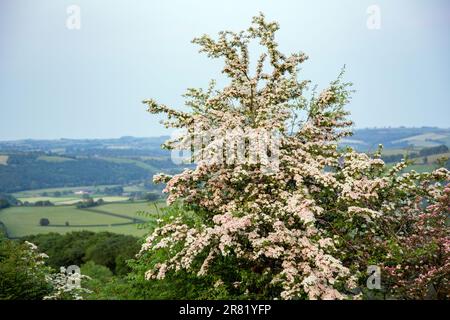 Hawthorn bush in flower, High Bickington, North Devon, England,United Kingdom Stock Photo