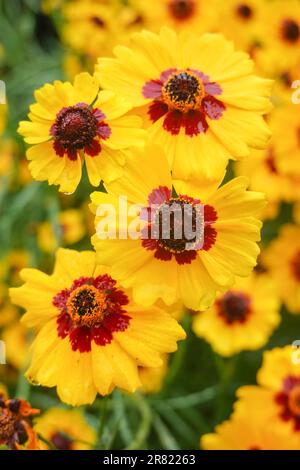 Coreopsis basalis , Golden Wave Coreopsis a red and yellow wildflower growing in California garden Stock Photo