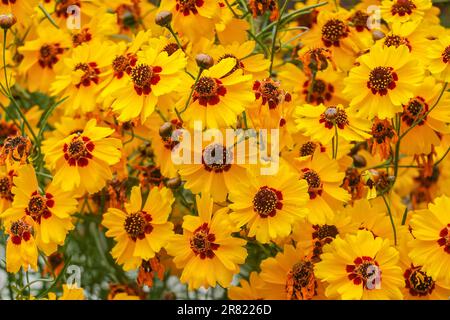 Coreopsis basalis , Golden Wave Coreopsis a red and yellow wildflower growing in California garden Stock Photo