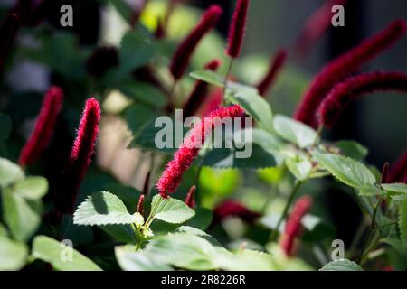 Chenille Plant, red-hot cat's tail ,Acalypha pendula in a container in Southern California garden Stock Photo
