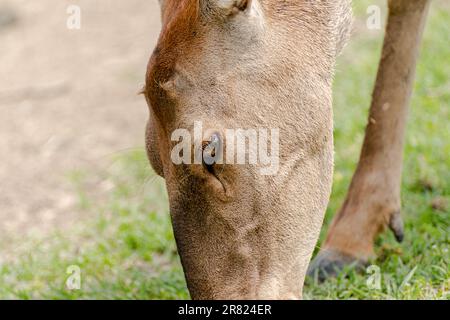 Animals, deer in a national park. Cervus nippon nippon. The sika deer (Cervus nippon), also known as the Northern spotted deer or the Japanese deer, i Stock Photo