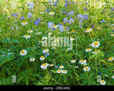 Cottage garden early summer combination of mayweed, Anthemis arvensis and meadow cranesbill, Geranium pratense Stock Photo