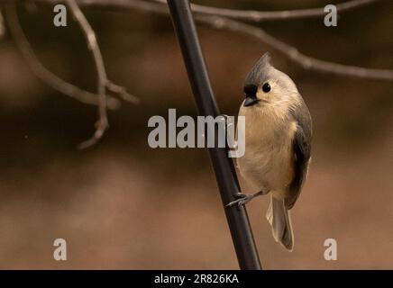 A beautiful Pointy-crested tit perched on the end of a tree branch Stock  Photo - Alamy