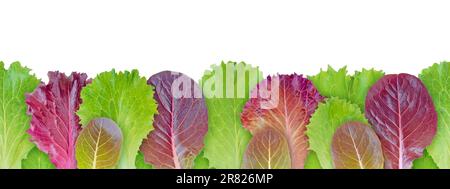 Lettuce salad purple and green leaves seamless horizontal border pattern isolated on white. Lactuca sativa leaf vegetable. Stock Photo