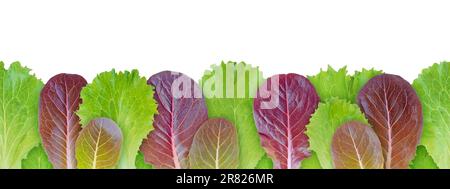 Lettuce salad green and purple leaves seamless horizontal border pattern isolated on white. Lactuca sativa leaf vegetable. Stock Photo