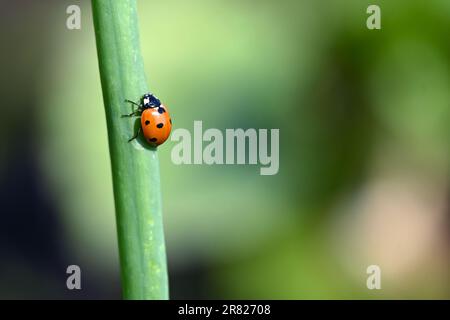 Close-up of a ladybug (ladybird) on an onion leaf with a natural background Stock Photo