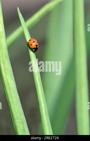 Ladybug (ladybird) on an onion leaf with a natural background in vertical format Stock Photo