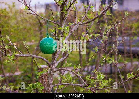 View of green plastic sticky insects traps on apple tree Stock Photo ...