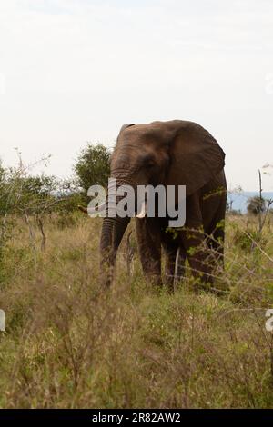 An elephant in Hlane Royal national park. Eswatini Stock Photo