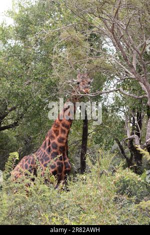 A giraffe in the bush. Hlane Royal national park. Eswatini Stock Photo
