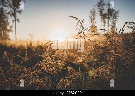 A breathtaking shot of the sun setting behind a lush backdrop of tall grass and trees Stock Photo