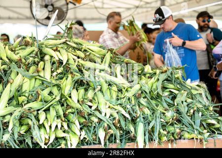 People shopping, buying Raw Corn in Husk Stock Photo