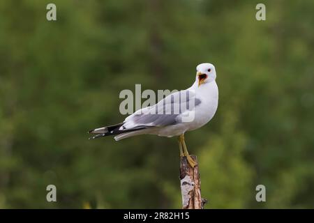 Springtime Mew Gull in Alaska to Breed Stock Photo