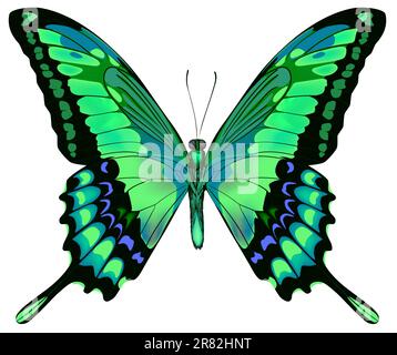 Vector illustration of beautiful blue green butterfly  isolated on white background Stock Vector