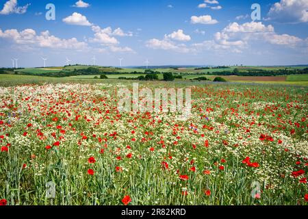 corn poppy and chamomile on a meadow in front of an idyllic eifel landscape with hills, trees and wind power plants Stock Photo