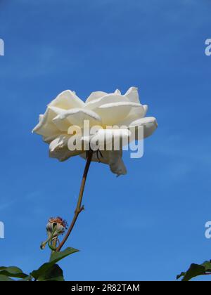 A stunning white rose blooming on a background of a perfect blue sky Stock Photo
