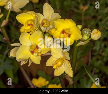 Cluster of beautiful yellow flowers of ground orchid, Spathoglottis cultivar on dark background Stock Photo